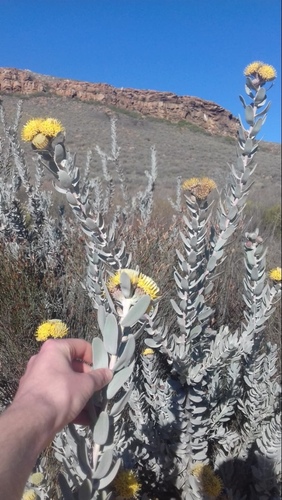 Common sandveld pincushion (Leucospermum rodolentum)