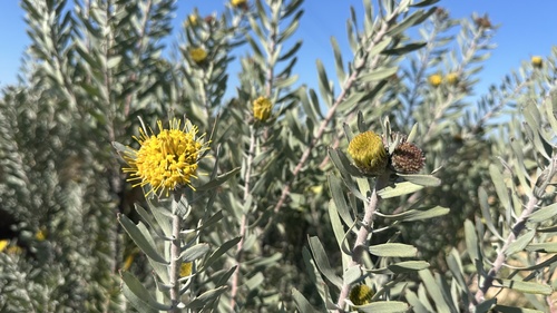 Common sandveld pincushion (Leucospermum rodolentum)