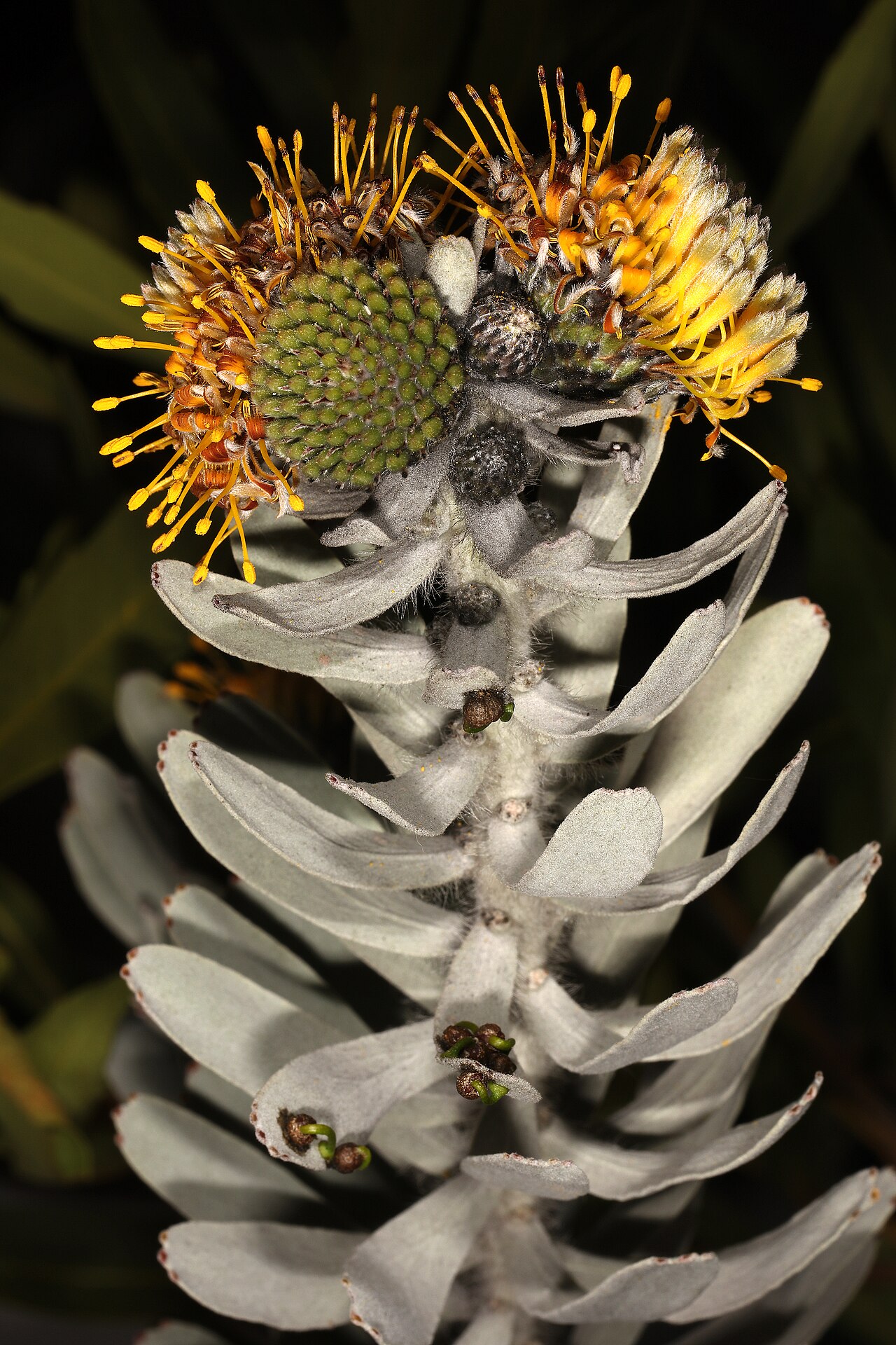 Common sandveld pincushion: Leucospermum rodolentum , flowerheads; Clanwilliam Wild Flower Show, Clanwilliam, Western Cape, South Africa