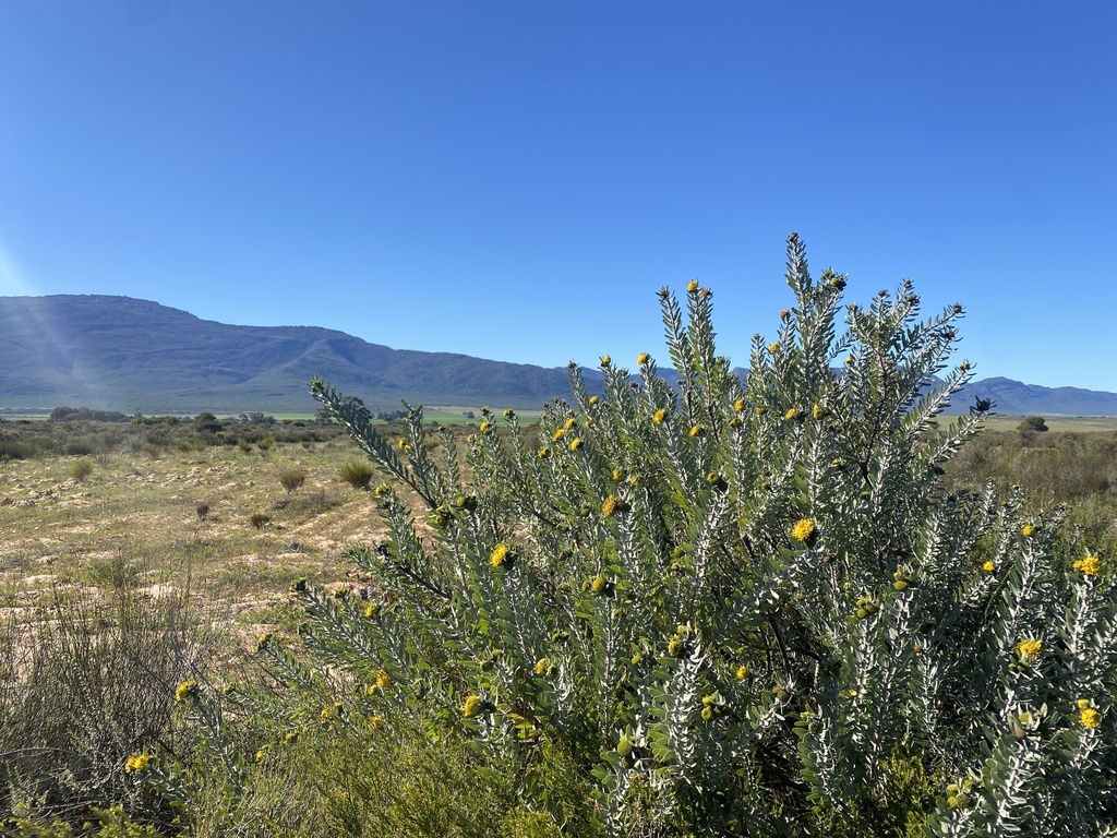 Common sandveld pincushion (Leucospermum rodolentum)