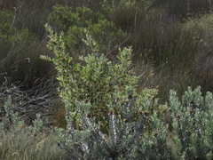 Common sandveld pincushion (Leucospermum rodolentum)