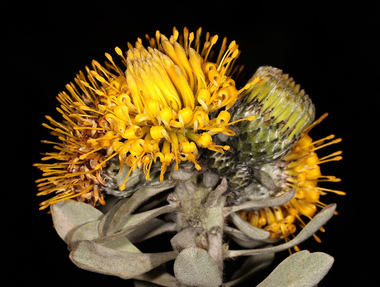Common sandveld pincushion: Leucospermum rodolentum , flowerheads; Clanwilliam to Lambertsbaai (R364), 18 km from Clanwilliam, Western Cape, South Africa
