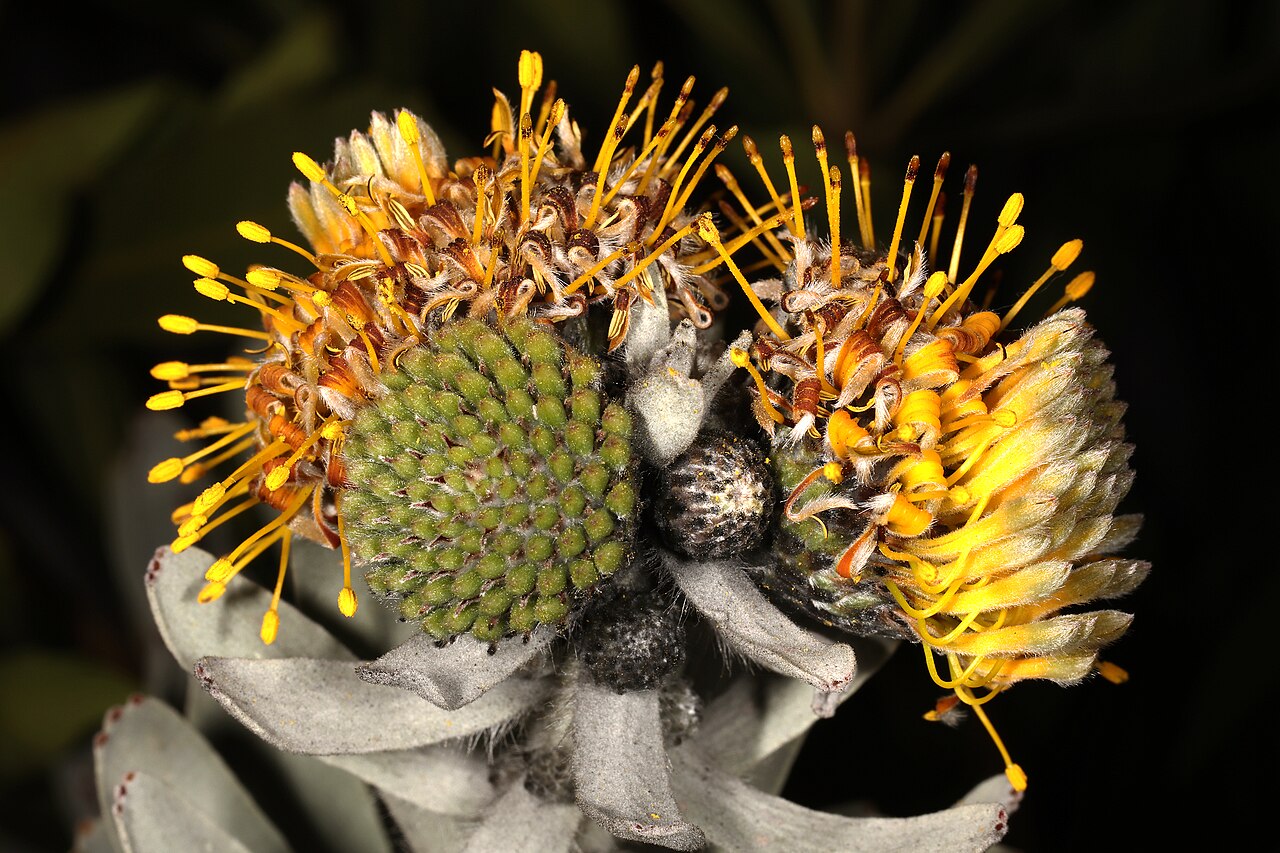 Common sandveld pincushion: Leucospermum rodolentum , flowerheads; Clanwilliam Wild Flower Show, Clanwilliam, Western Cape, South Africa