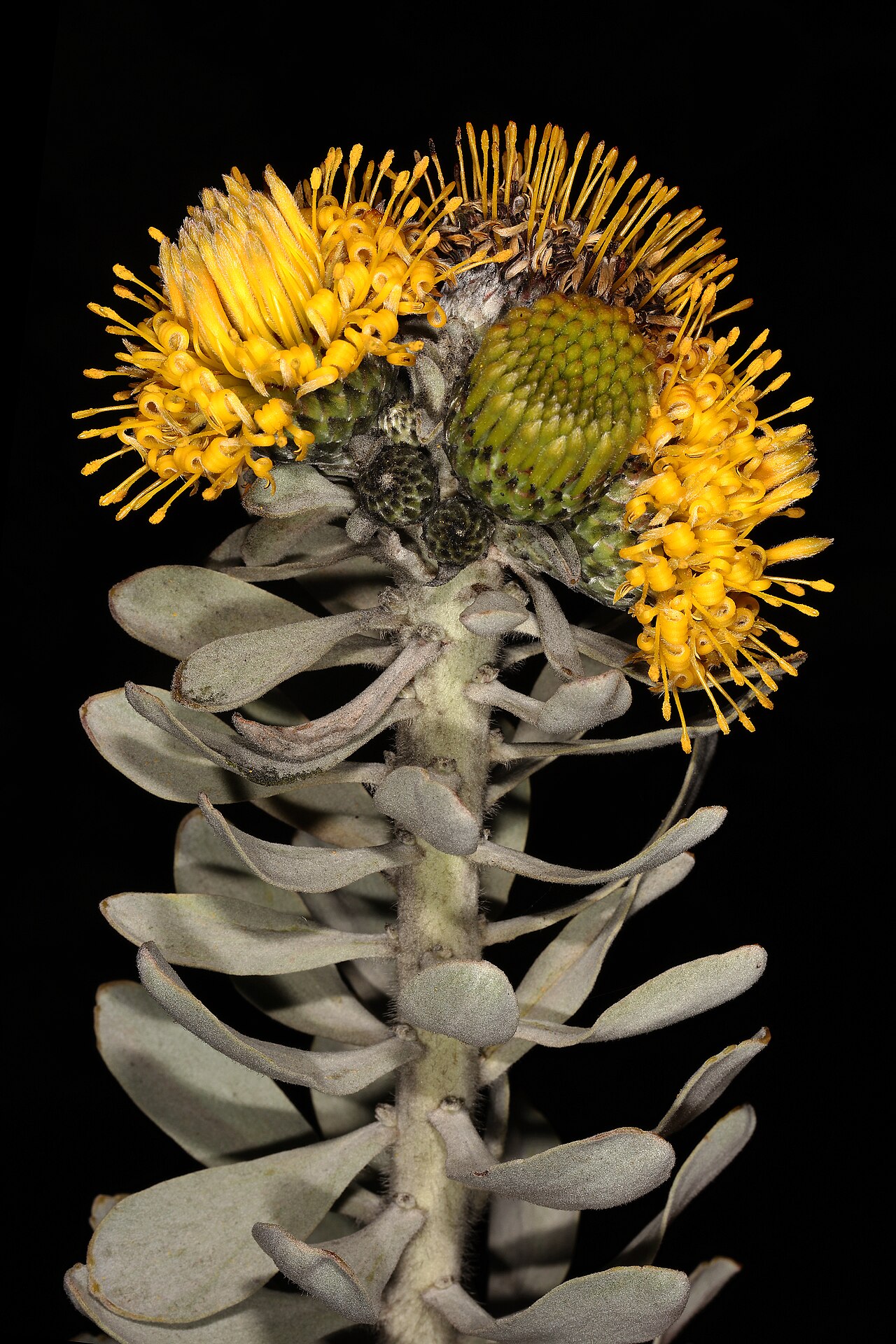 Common sandveld pincushion: Leucospermum rodolentum , flowerheads; Clanwilliam to Lambertsbaai (R364), 18 km from Clanwilliam, Western Cape, South Africa