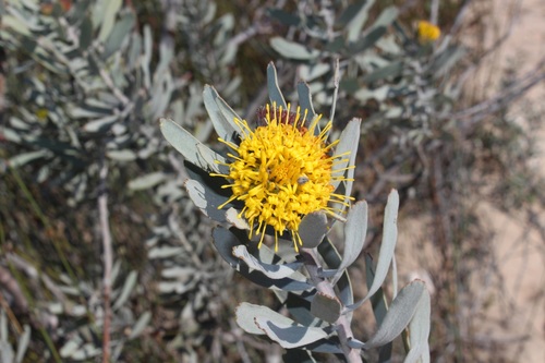 Common sandveld pincushion (Leucospermum rodolentum)