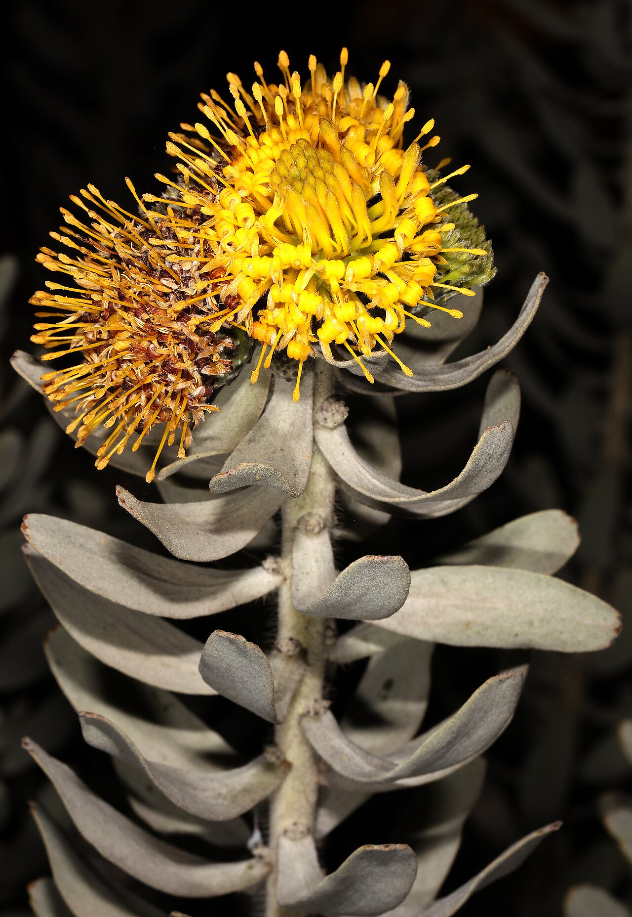 Common sandveld pincushion: Leucospermum rodolentum , flowerheads; Clanwilliam to Lambertsbaai (R364), 18 km from Clanwilliam, Western Cape, South Africa