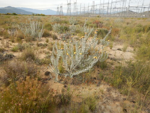 Common sandveld pincushion (Leucospermum rodolentum)