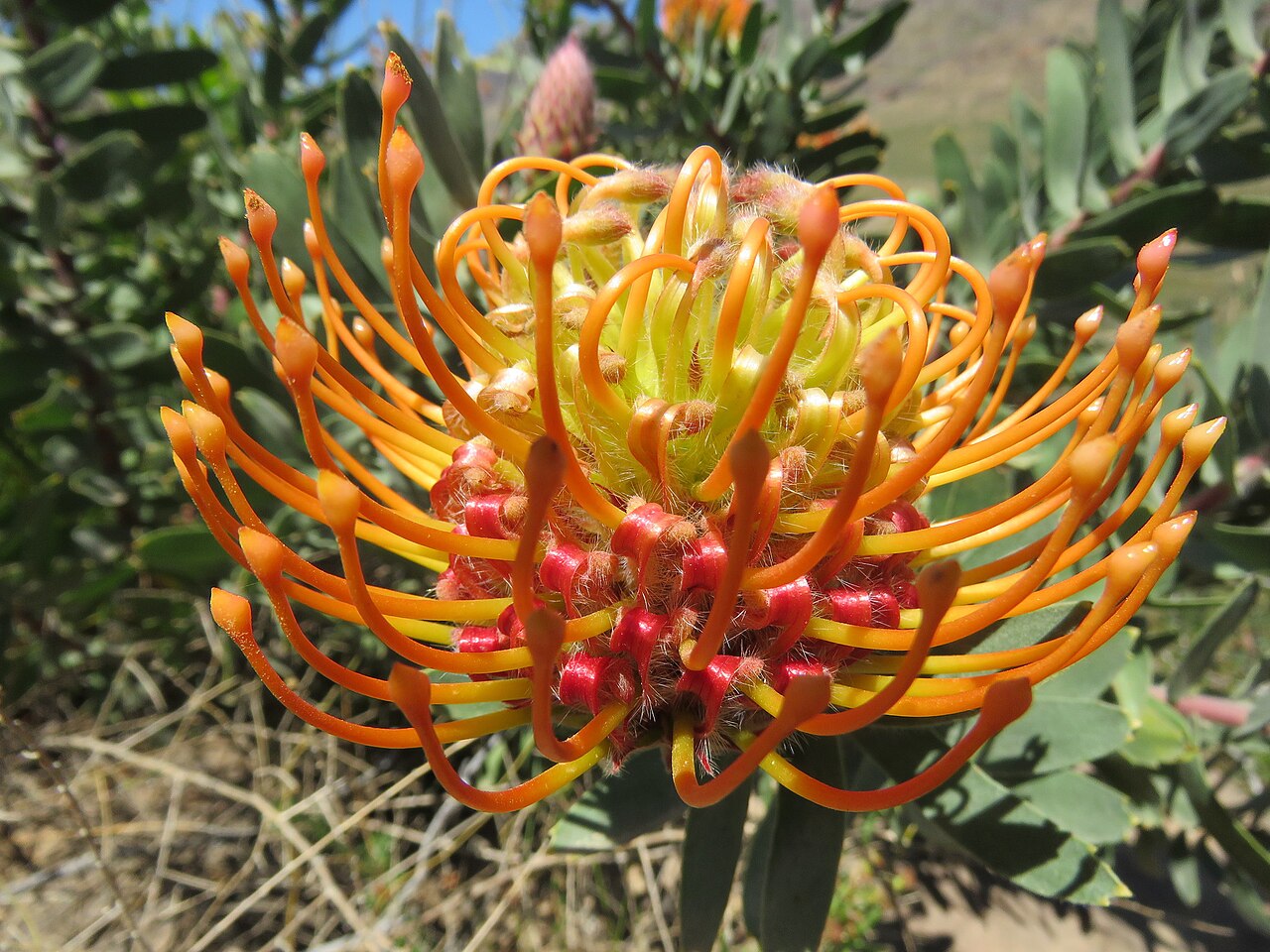 Silky-haired pincushion: Fynbos near Algeria, with Dilatris ixoides, Rafnia amplexicaulis and Leucospermum vestitum, photographed by Ronald Flipphi, on 5 October 2019, opposite a chapel