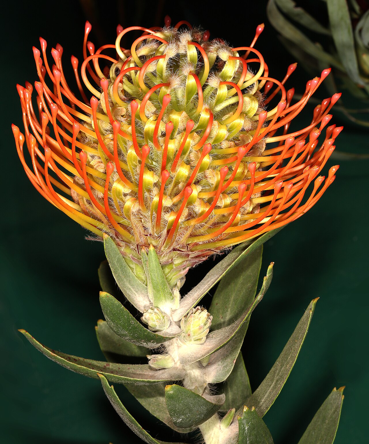 Silky-haired pincushion: Leucospermum vestitum , flowerhead; Clanwilliam Wild Flower Show, Clanwilliam, Western Cape, South Africa