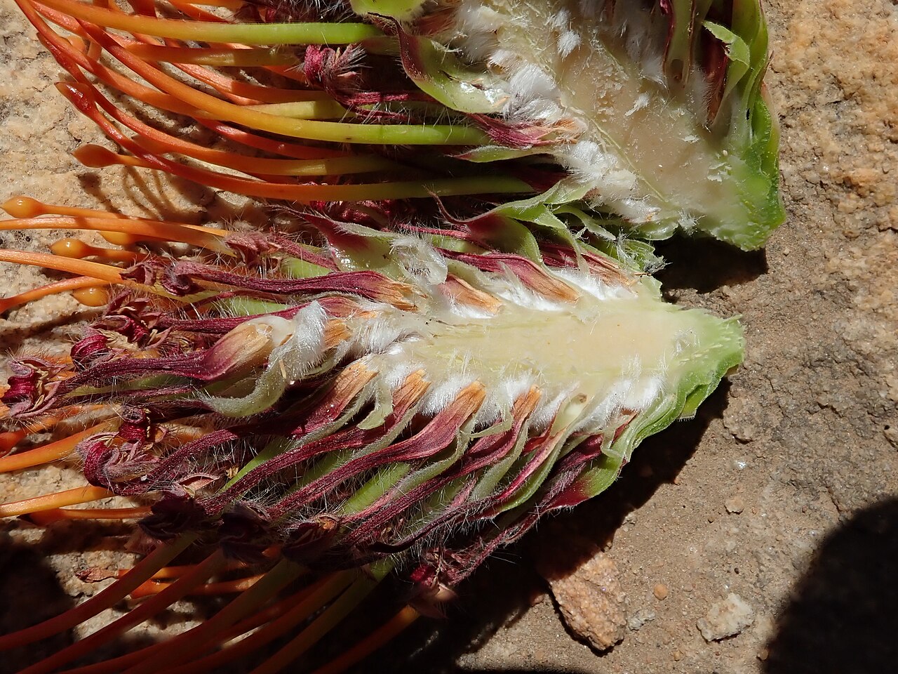 Silky-haired pincushion: Fynbos near Algeria, with Dilatris ixoides, Rafnia amplexicaulis and Leucospermum vestitum, photographed by Ronald Flipphi, on 5 October 2019, opposite a chapel