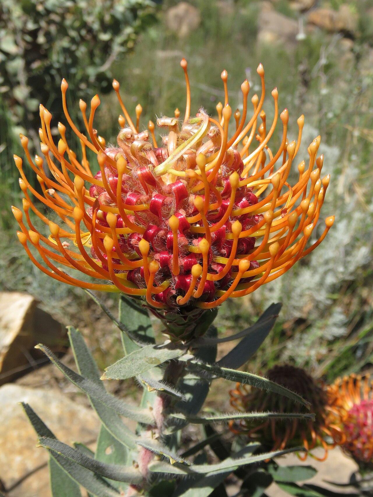 Silky-haired pincushion: Silky-haired pincushion or Leucospermum vestitum, photographed by Ronald Flipphi, on 5 October 2019, opposite a chapel along the road from Algeria to Grootkloof