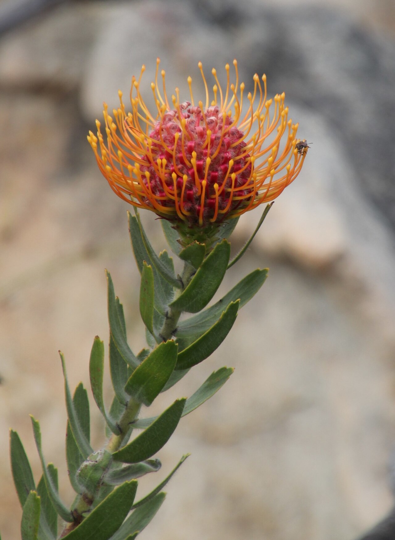 Silky-haired pincushion: A silky-haired pincushion Leucospermum vestitum , flowering stem, photographed by Tony Rebelo on Rondeheuwel trail east of the summit, Driehoek, Cedarberg, West