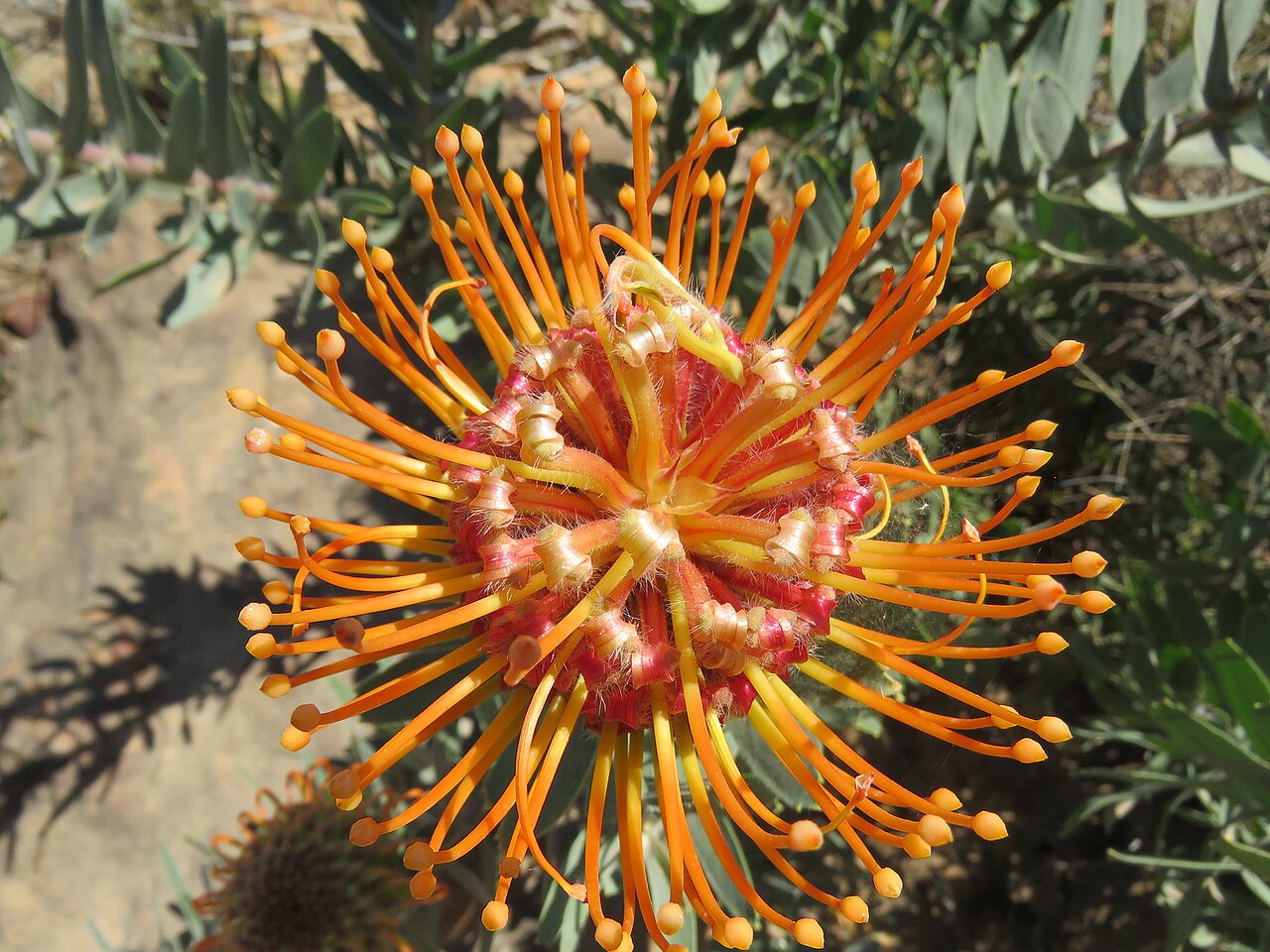 Silky-haired pincushion: Fynbos near Algeria, with Dilatris ixoides, Rafnia amplexicaulis and Leucospermum vestitum, photographed by Ronald Flipphi, on 5 October 2019, opposite a chapel