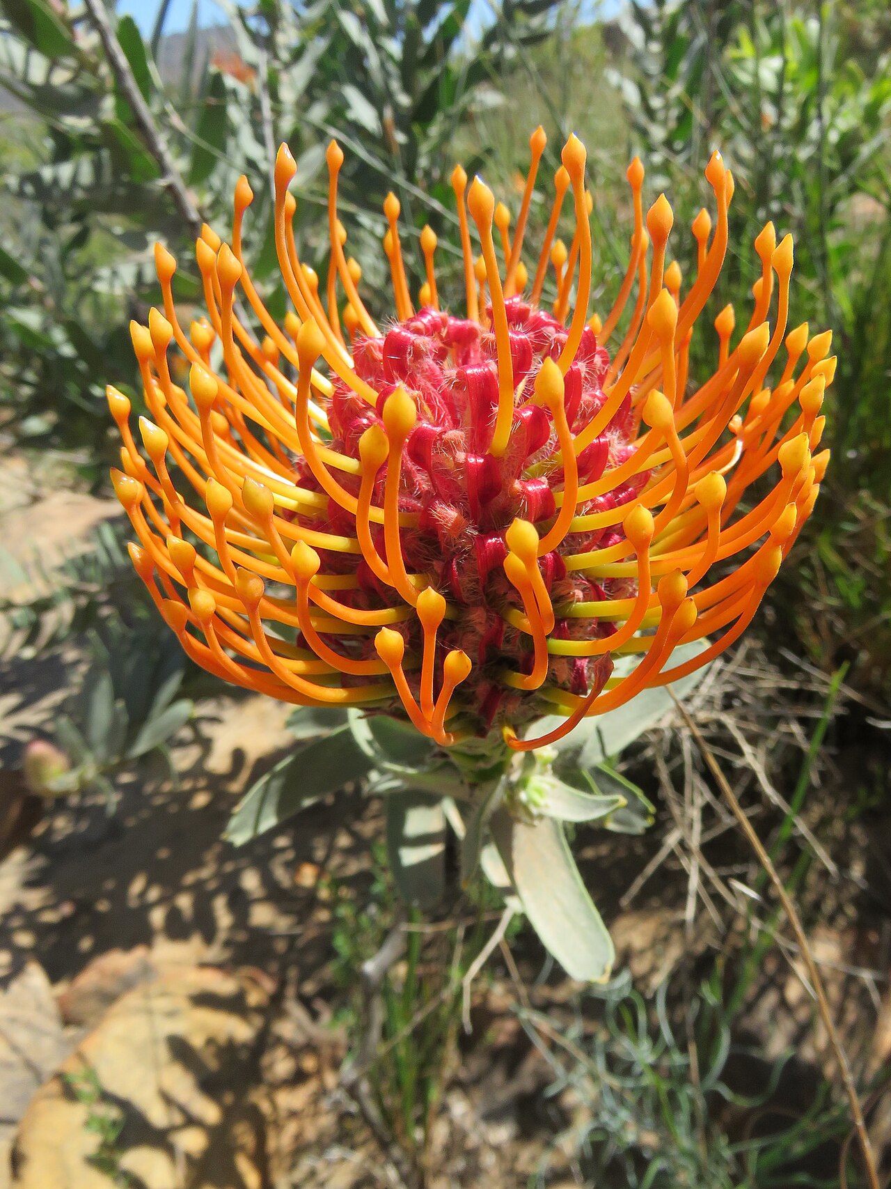 Silky-haired pincushion: Fynbos near Algeria, with Dilatris ixoides, Rafnia amplexicaulis and Leucospermum vestitum, photographed by Ronald Flipphi, on 5 October 2019, opposite a chapel