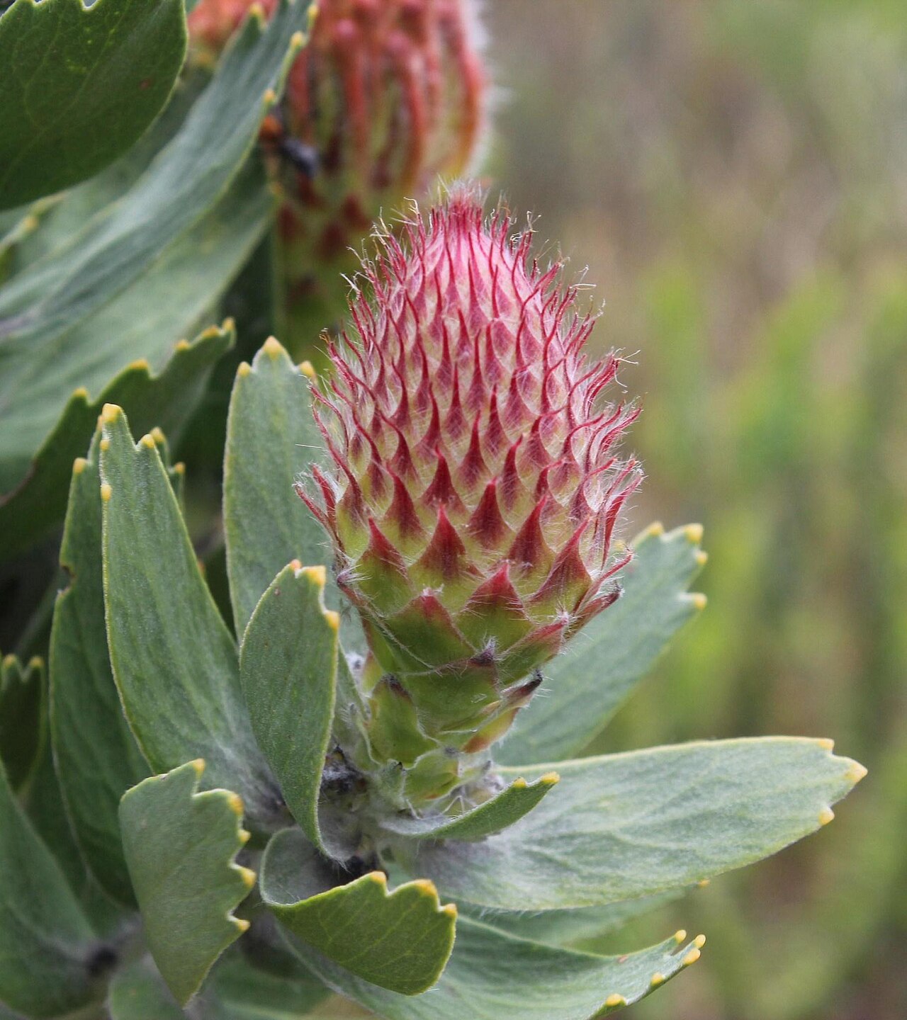 Silky-haired pincushion: A silky-haired pincushion Leucospermum vestitum , flower head in bud showing the bracts and bracteoles, photographed by Tony Rebelo on Romans river, Tulbagh Cou