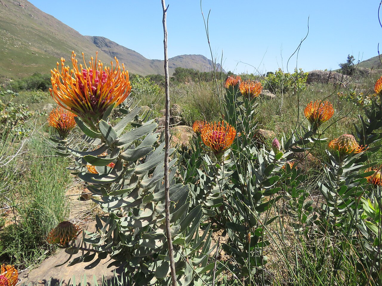 Silky-haired pincushion: Fynbos near Algeria, with Dilatris ixoides, Rafnia amplexicaulis and Leucospermum vestitum, photographed by Ronald Flipphi, on 5 October 2019, opposite a chapel
