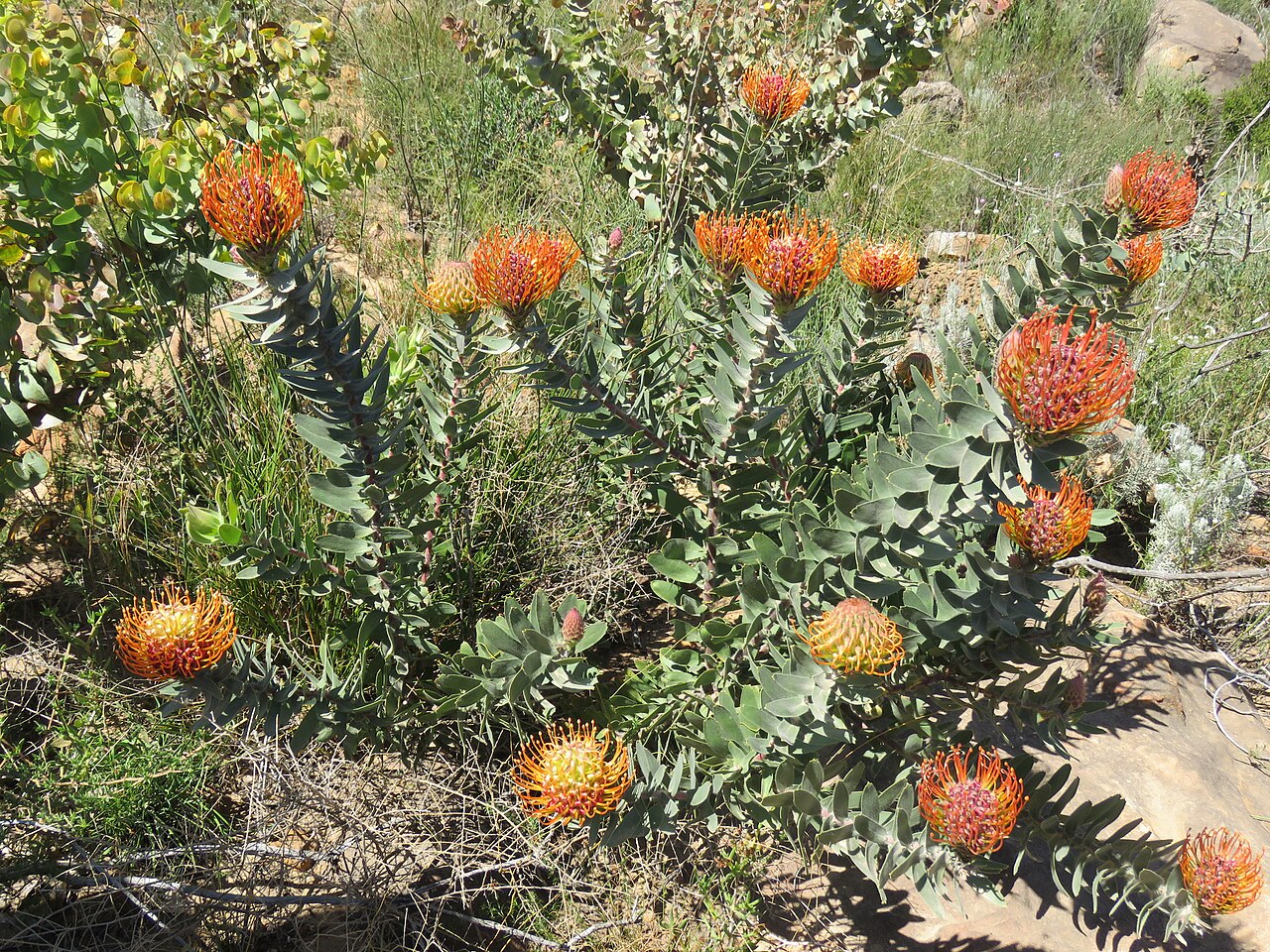 Silky-haired pincushion: Leucospermum vestitum, photographed by Ronald Flipphi, on 5 October 2019, opposite a chapel along the road from Algeria to Grootkloof, Cederberg, Western Cape p