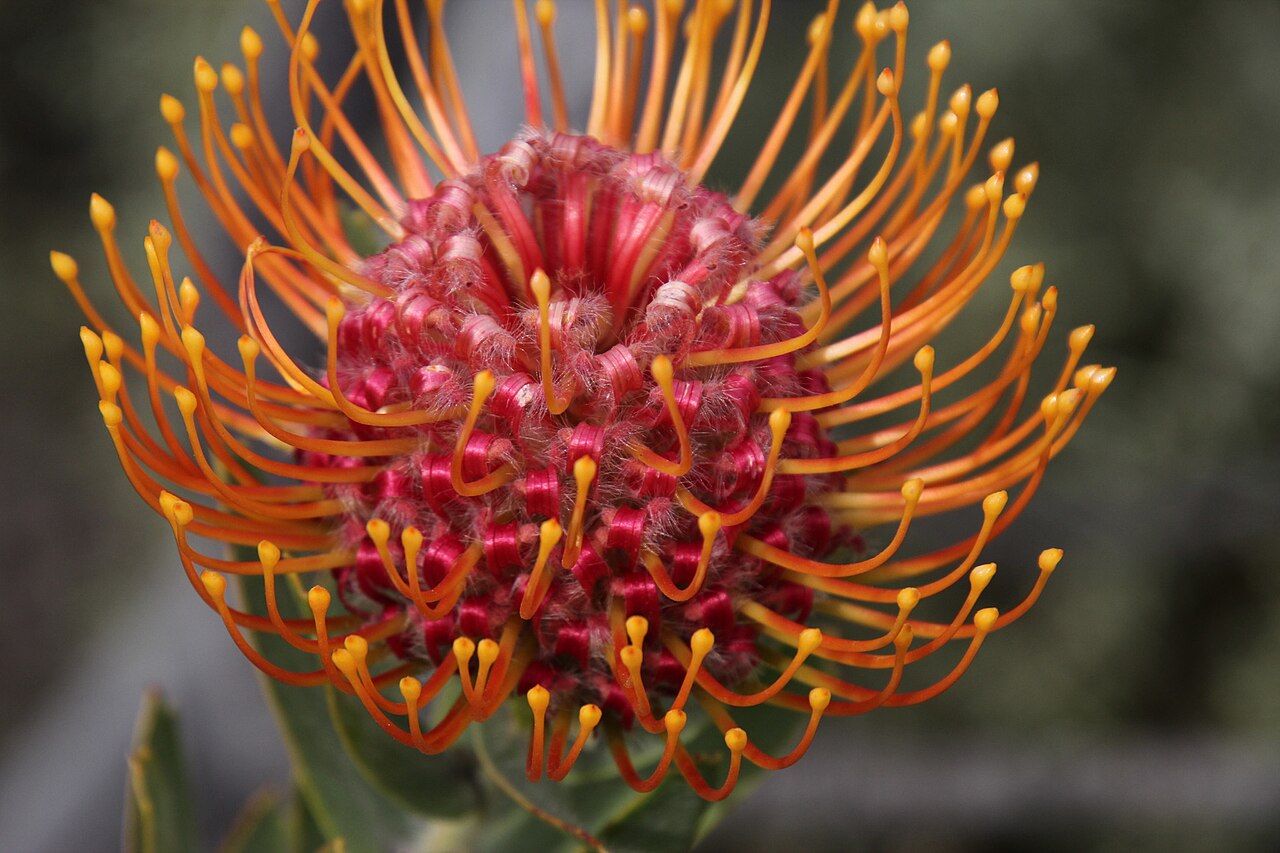 Silky-haired pincushion: A silky-haired pincushion Leucospermum vestitum , flower head, photographed by Tony Rebelo on Rondeheuwel trail east of the summit, Driehoek, Cedarberg, Western