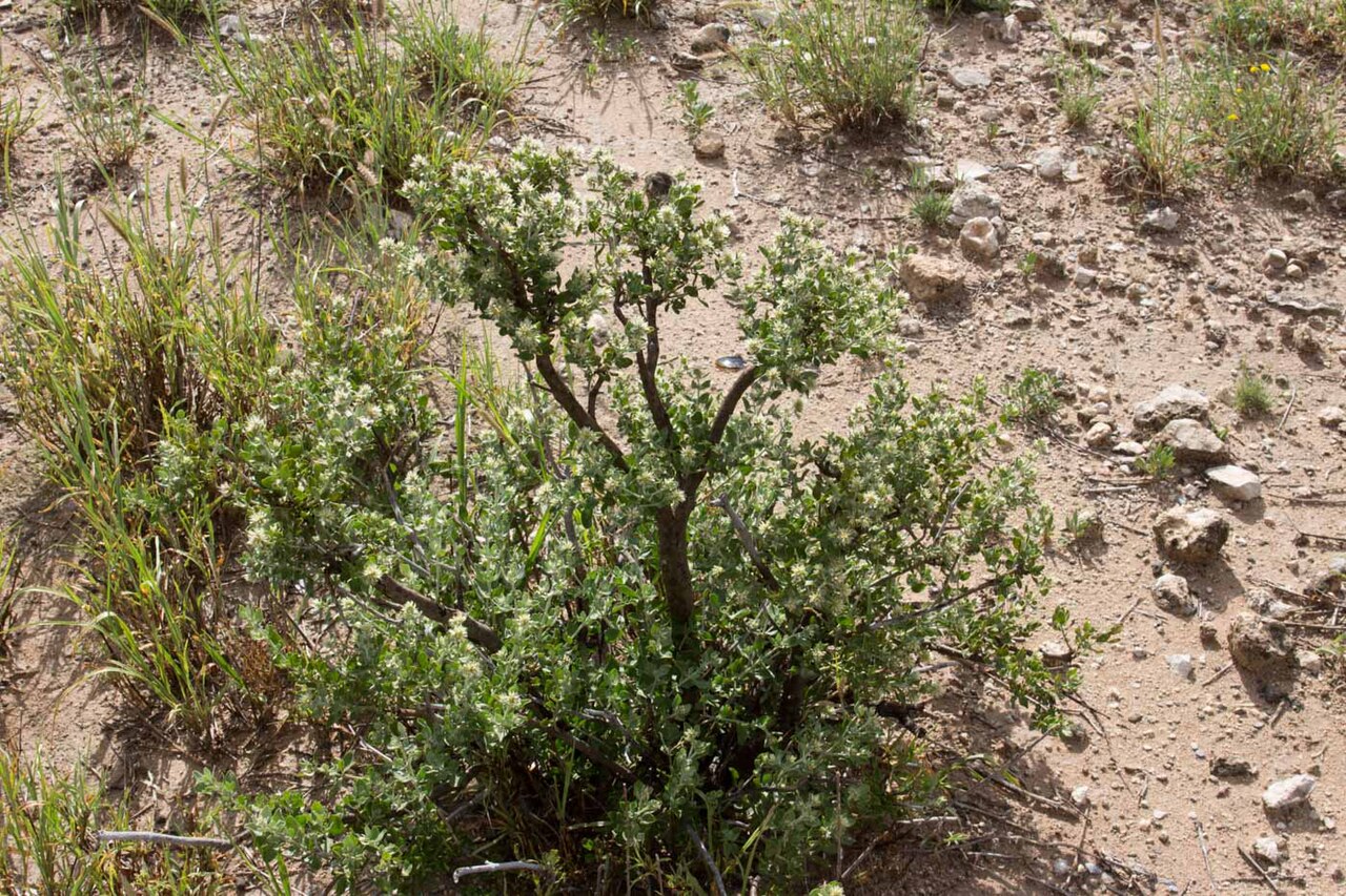 Leucosphaera bainesii: Leucosphaera bainesii-2149