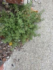 Narrowleaf paleseed (Leucospora multifida)