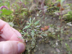 Narrowleaf paleseed (Leucospora multifida)