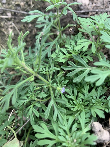 Narrowleaf paleseed (Leucospora multifida)