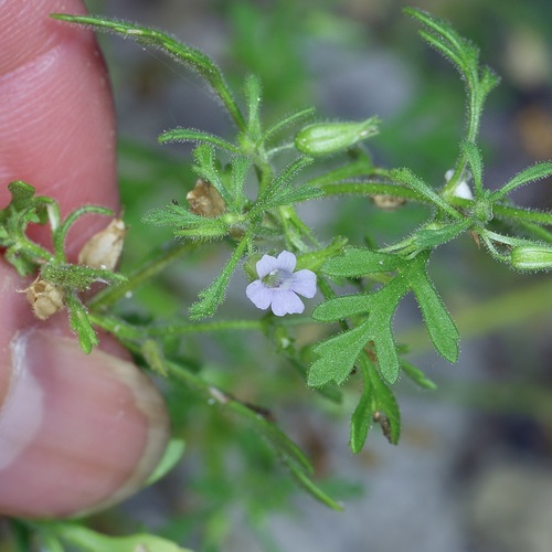 Narrowleaf paleseed (Leucospora multifida)