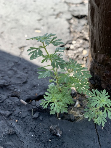 Narrowleaf paleseed (Leucospora multifida)