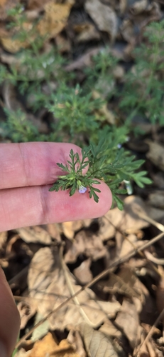 Narrowleaf paleseed (Leucospora multifida)