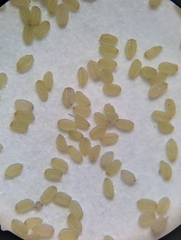 Narrowleaf paleseed (Leucospora multifida)
