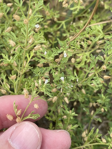 Narrowleaf paleseed (Leucospora multifida)