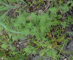 Narrowleaf paleseed (Leucospora multifida)
