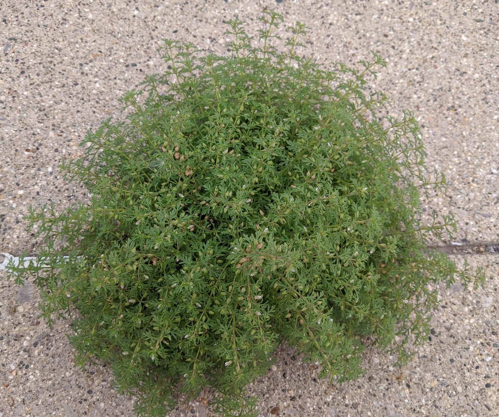 Narrowleaf paleseed (Leucospora multifida)