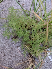 Narrowleaf paleseed (Leucospora multifida)