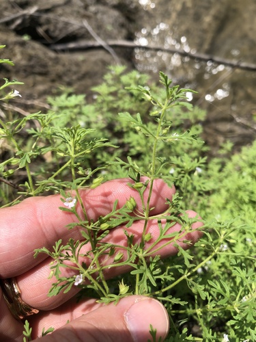 Narrowleaf paleseed (Leucospora multifida)