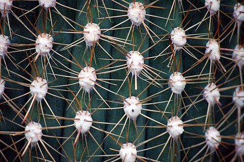 Cardón: Echinopsis (Atacamensis) At Kew Gardens