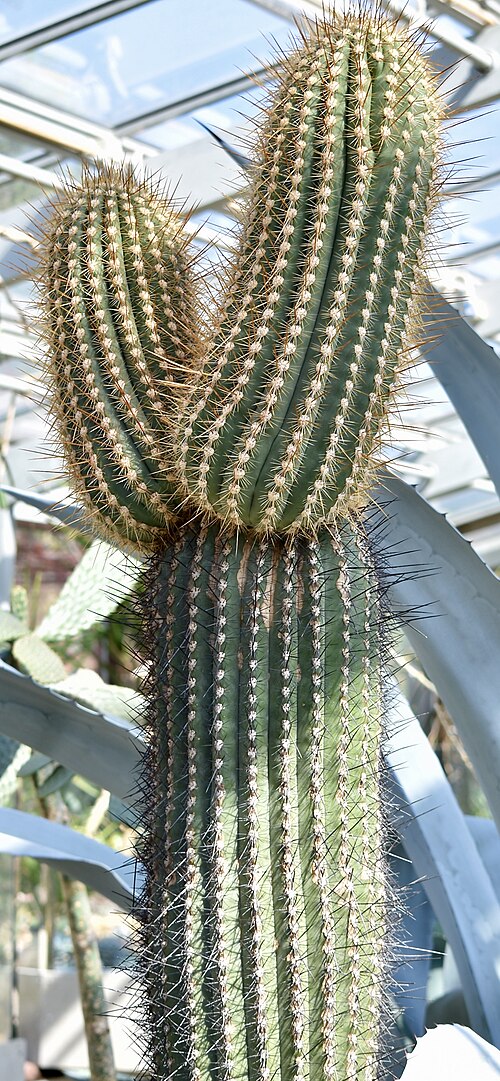 Cardón: Echinopsis atacamensis pasacana. Berggarten Hannover.
