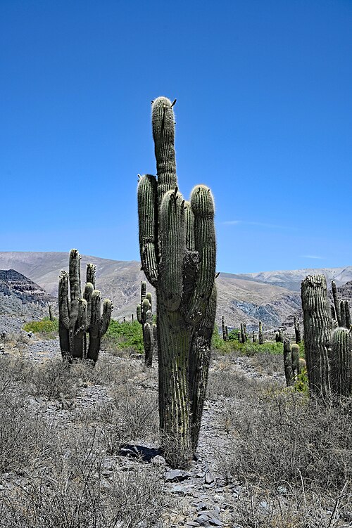 Cardón: Leucostele atacamensis cacti, near Tilcara, Argentina