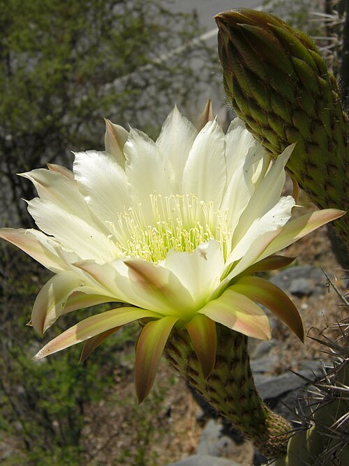 Leucostele chiloensis: Echinopsis chiloensis (Colla) Friedrich & G.F. Rowley 20081122.8 valley east of Santiago, Chile