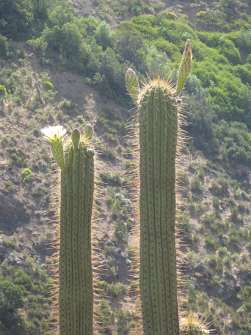 Leucostele chiloensis: Echinopsis chiloensis subsp chiloensis, taken in Cajon de Maipo, Chile