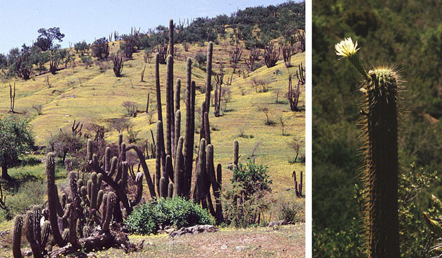 Leucostele chiloensis: This is the Quisco, the common tall cactus of central Chile. In context at www.dixpix.ca/sth_cordillera/flora/cacti_big/index.html