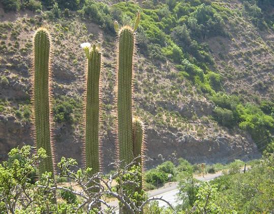 Leucostele chiloensis: Echinopsis chiloensis (Colla)Friedrich & G.D. Rowley, dominant in Matorral, Central Chile