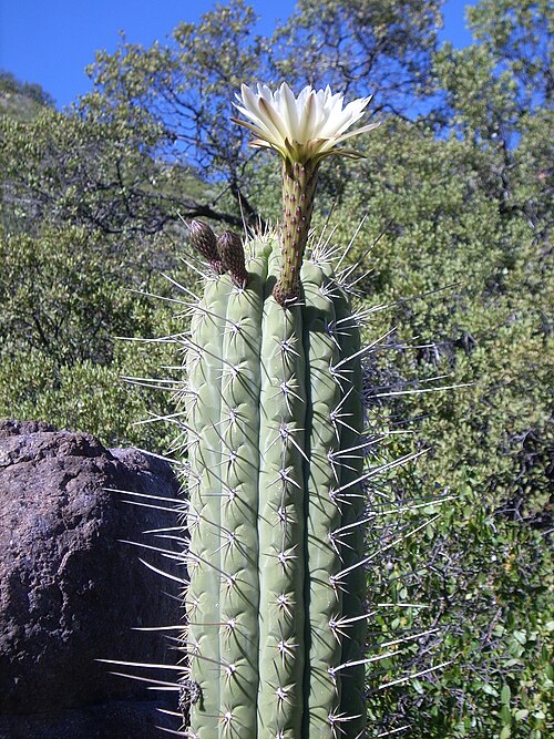 Leucostele chiloensis: Flor de Quisco. Reserva Nacional Río de los Cipreses, Provincia de Cachapoal, Región de O'Higgins.