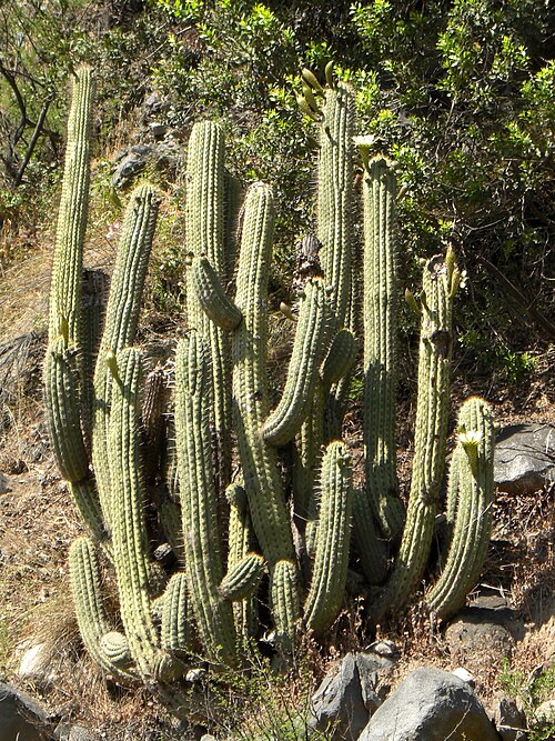 Leucostele chiloensis: Echinopsis chiloensis (Colla) Friedrich & G.F. Rowley 20081122.8 valley east of Santiago, Chile