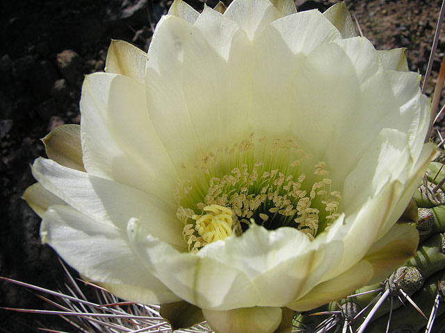 Leucostele chiloensis: A close look at the flower of the Quisco cactus. In context at www.dixpix.ca/sth_cordillera/flora/cacti_big/index.html
