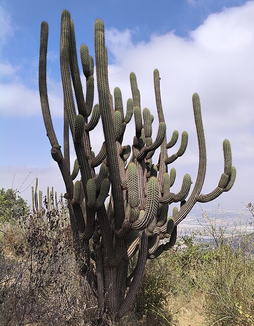 Leucostele chiloensis: Quisco ( Leucostele chiloensis ) in Chile
