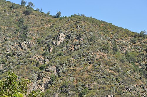 Leucostele chiloensis: Matorral espinoso de chagual (distintas especies del género Puya ) y quisco ( Echinopsis chiloensis ) en el parque nacional La campana , en una ladera orientada