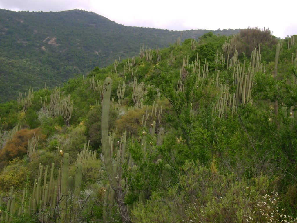 Leucostele chiloensis: Echinopsis chiloensis