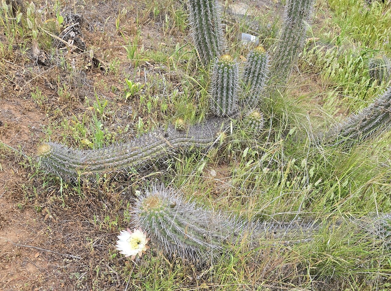 Leucostele faundezii: Trichocereus faundezii in Chile