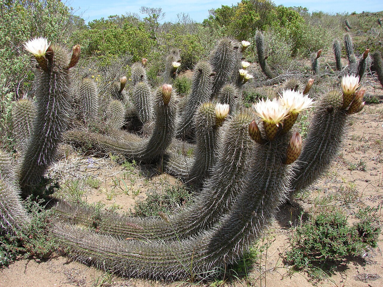 Leucostele faundezii: Trichocereus faundezii in Chile